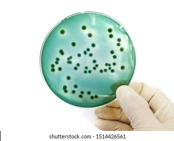 Agar Plate Of Vibrio Parahaemolyticus, Bacterial Foodborne Pathogen Is Growing On Specific Media  