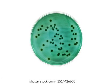 Agar Plate Of Vibrio Parahaemolyticus, Bacterial Foodborne Pathogen Is Growing On Specific Media  