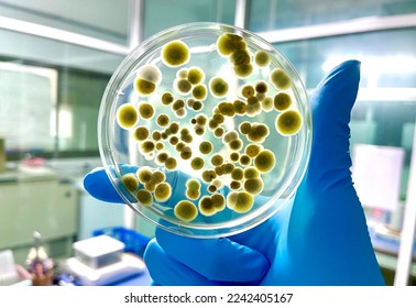 Agar plates with various fugal colonies  - Shutterstock ID 2242405167