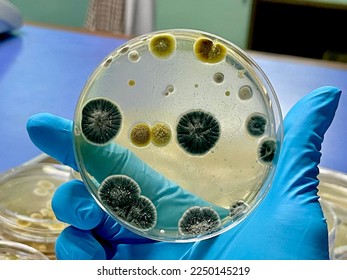 Agar plates with various fugal colonies  - Shutterstock ID 2250145219