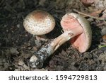 Agaricus langei, known as Scaly Wood Mushroom, edible mushrooms from Finland
