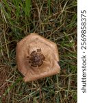 Agaricus langei, known as Scaly Wood Mushroom