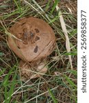 Agaricus langei, known as Scaly Wood Mushroom