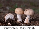 Agaricus silvaticus (Agaricus sylvaticus) otherwise known as the scaly wood mushroom, blushing wood mushroom, or pinewood mushroom, is a species of mushroom often found in groups in coniferous forests