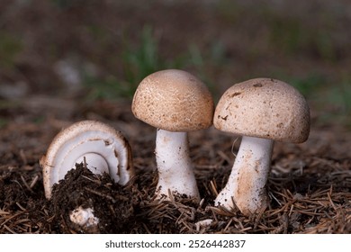 Agaricus silvaticus (Agaricus sylvaticus) otherwise known as the scaly wood mushroom, blushing wood mushroom, or pinewood mushroom, is a species of mushroom often found in groups in coniferous forests