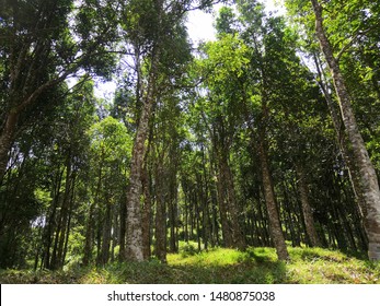 The Agarwood Plantation, Gaharu Tree Valley