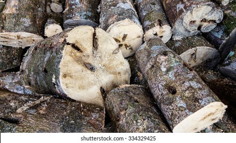 Agarwood Producing