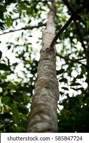 Agarwood Tree In The Forest