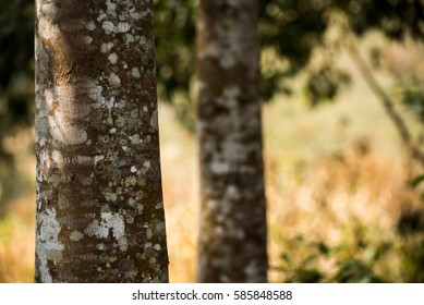 Agarwood Tree In The Forest