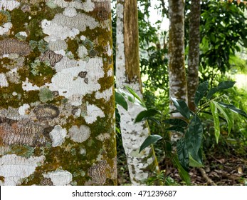 Agarwood Tree In The Nature