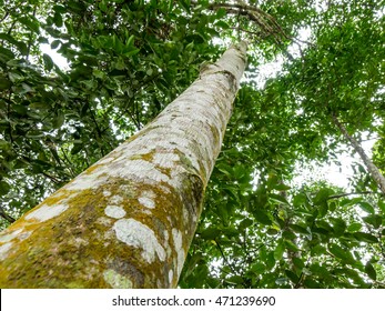 Agarwood Tree In The Nature