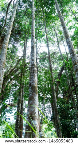 Similar – Image, Stock Photo Many pine trees in the park. Sorted neatly.