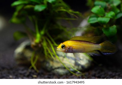 Amazon River Basin Fish High Res Stock Images Shutterstock