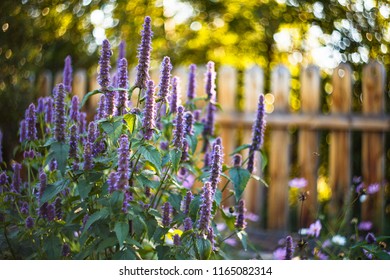 Agastache Black Adder