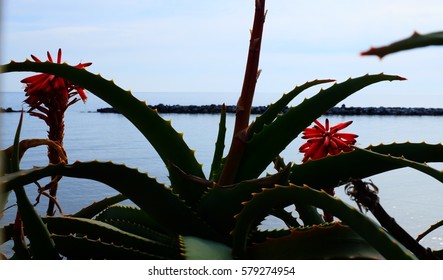 Agave