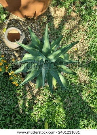 Agave, Agavoideae, Asparagaceae, blue agave , tequila agave