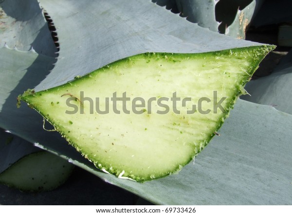 Agave Aloe Vera Leaf Cut Open Stock Photo Edit Now 69733426