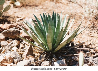 Agave Americana