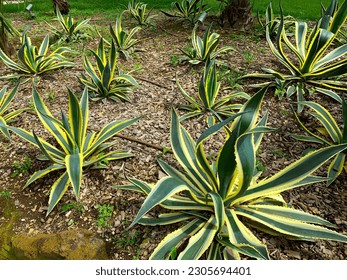 Agave americana or American aloe, is a species of flowering plant in the family Agavaceae