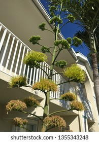 Agave Americana American Century Plant Century Plant Yellow Flowers Tall Green Stalk