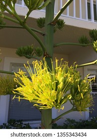 Agave Americana American Century Plant Century Plant Yellow Flowers Tall Green Stalk