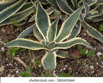 Agave Americana, Called The American Century Plant