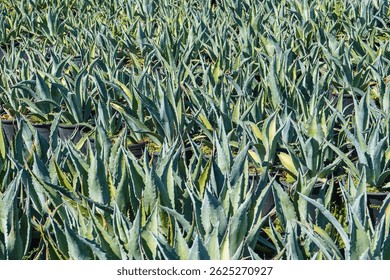 Кактусовые растения Agave Americana Century рядами в местном питомнике