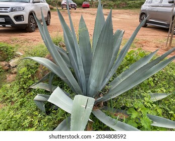 Agave americana, common names century plant, maguey, or American aloe, is a species of flowering plant in the family Asparagaceae, native to Mexico and the United States in Texas.