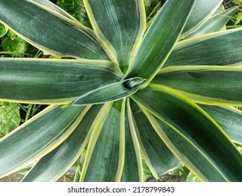 Agave Americana, Common Names Century Plant, Maguey, Or American Aloe