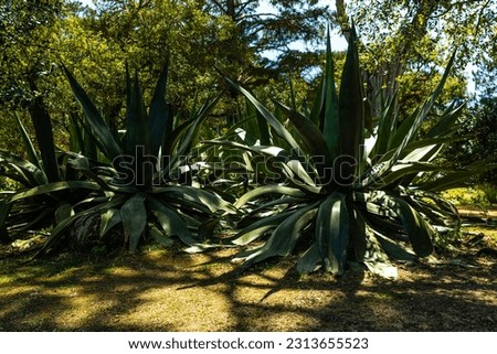 The Agave americana, commonly known as the century plant, is a remarkable succulent that commands attention with its striking presence with its robust stature and formidable size.