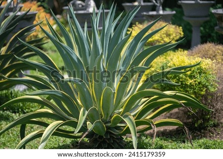 Agave americana, commonly known as the century plant, maguey, or American aloe, is a flowering plant species belonging to the family Asparagaceae