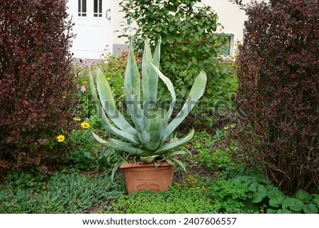 Agave americana growing in a flower pot in October. Agave americana, century plant, maguey, or American aloe, is a species of flowering plant in the family Asparagaceae. Berlin, Germany