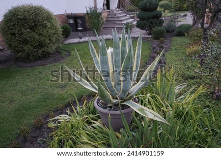 Agave americana grows in a flower pot in September. Agave americana, century plant, maguey, or American aloe, is a species of flowering plant in the family Asparagaceae. Berlin, Germany