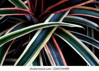 agave americana leaves that thrive on sunny day, can be used for magazine nature content - Shutterstock ID 2364764489