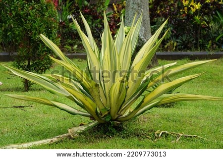Agave americana Mediopicta (also called Agave americana, century plant, maguey, American aloe). This plant is known to be able to cause severe allergic dermatitis