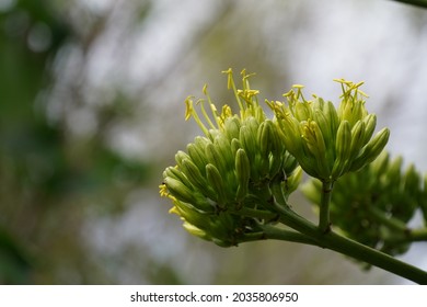 Agave Americana Or Sentry Plant, Century Plant, Maguey, American Aloe