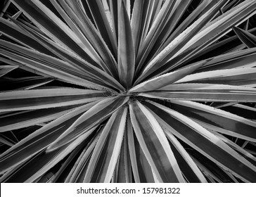 Agave Americana Texture And Background