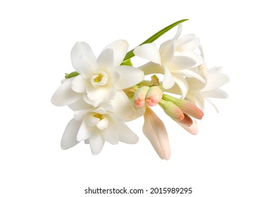 Agave amica, formerly Polianthes tuberosa or tuberose. Isolated on white background. Full dept of field. Without shadow
