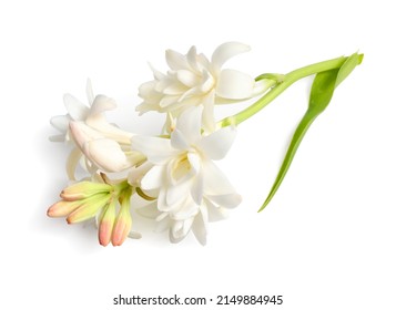 Agave amica, formerly Polianthes tuberosa or tuberose. Isolated on white background. Full dept of field. Without shadow