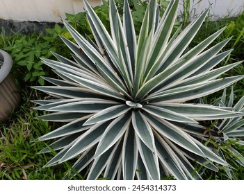 Agave Angustifolia Marginata. Agave for background. Radiant agave, embracing the sun in the warmth of sunset.  - Powered by Shutterstock