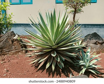 Agave angustifolia is a type of agave plant originating from Mexico and Central America. Agave angustifolia plants are usually planted in gardens as ornamental plants. - Powered by Shutterstock