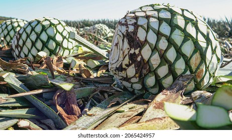 Agave From Arandas Jalisco Mexico 