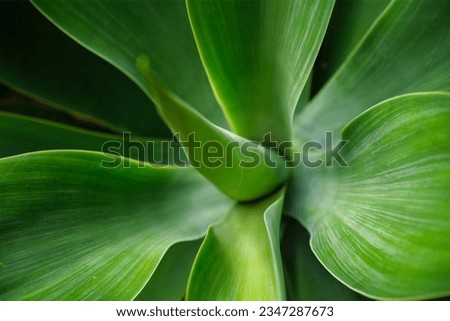 Agave attenuata aka foxtail agave or lion's tail agave leaves top view close up