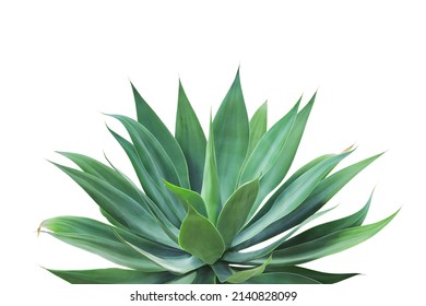 Agave attenuata, Fox Tail Agave Plant Isolated on White Background with Clipping Path