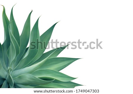 Agave attenuata, Fox Tail Agave Plant Isolated on White Background