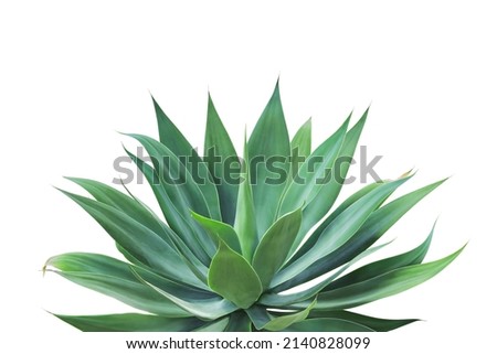 Agave attenuata, Fox Tail Agave Plant Isolated on White Background with Clipping Path