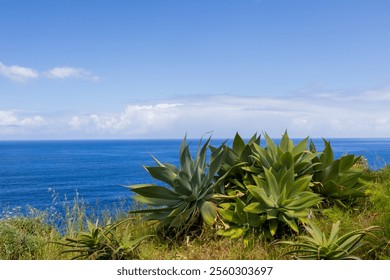 Agave attenuata  or also known as Foxtail Agave Plants in Madeira island. - Powered by Shutterstock