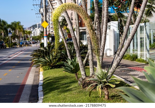 Agave attenuata plant in a city flower bed. An\
unusual tropical plant with an elongated long stem. Urban\
landscape. Green roadside with palm trees and plants. Dividing lawn\
between road and\
sidewalk.