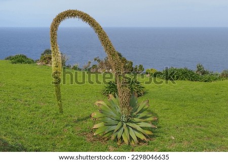 Agave attenuata plant with a curved inflorescence and succulent tapering leaves. Swan's neck agave, sometimes known as the lions tail or foxtail. Flowering plant in the family Agavoideae, Asparagaceae