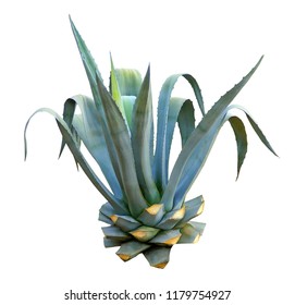 Agave with blue leaves isolated on white background.          